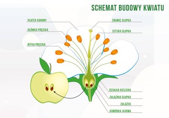 Duża tablica edukacyjna BUDOWA KWIATU - wzór F355 - BEE&HONEY