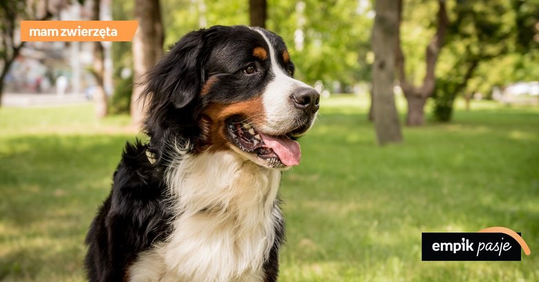 Duże psy – jak zapewnić im odpowiednie warunki?