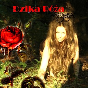 Dzika Róża - Extravaganza