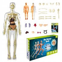 Edukacyjny Model Anatomiczny Ludzkiego Ciała 3D Szkielet Organy Wewnętrzne Inny producent