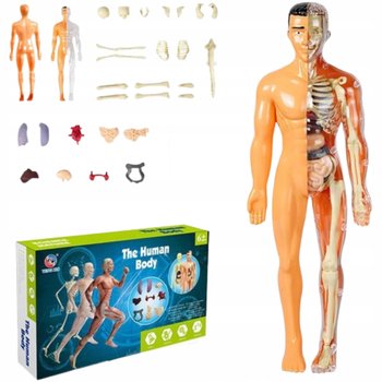 Edukacyjny Model Anatomiczny Ludzkiego Ciała Szkielet Organy Wewnętrzne 3d - M1985K