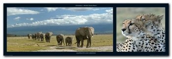 Elephants And Cheetah plakat obraz 95x33cm - Wizard+Genius