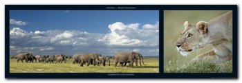 Elephants And Lioness plakat obraz 95x33cm - Wizard+Genius