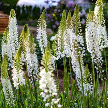 Eremurus Pustynnik Als Hamalaicus 1 szt sadzonka - BENEX