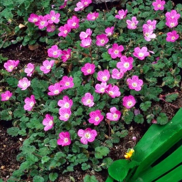 Erodium Iglica zmienna Bishop's Form 1 szt. doniczka P9 - Królik ...