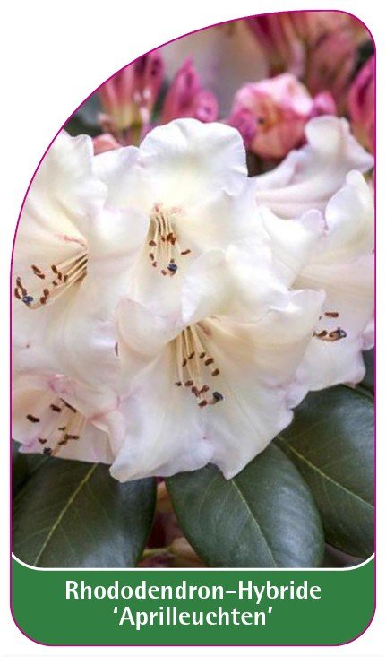 Etykieta szkółkarska Rhododendron 'Aprilleuchten' - Euroflora | Sklep ...