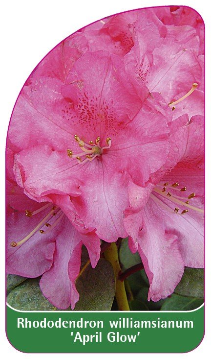 Etykieta szkółkarska Rhododendron williamsianum 'April Glow' - B ...
