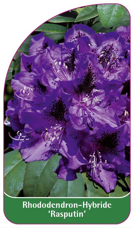 Rododendras Rasputin Euroflora Rhododendron 'Rasputin' - C - etykiety szkółkarskie ...