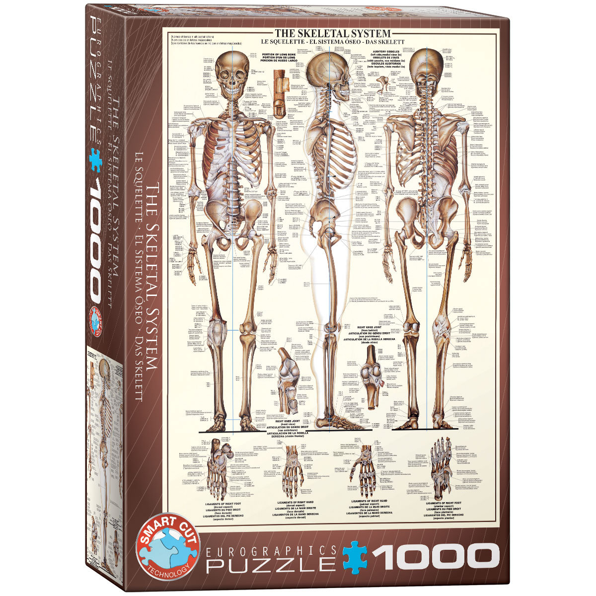 Фото - Пазли й мозаїки Eurographics , puzzle, The Skeletal System, 1000 el. 