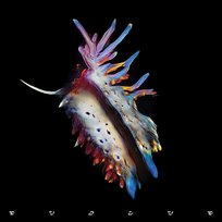 Evolve Sub Focus