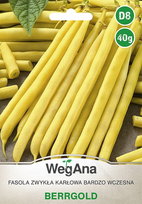 Fasola Berrgold Karłowa wczesna 40g nasiona - WegAna