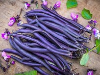 FASOLA SZPARAGOWA KARŁOWA FIOLETOWA PURPLE TEEPE NASIONA WARZYW  p. 76211CIN0DX; 0134943CIN0GX;