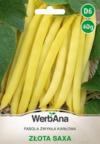 Fasola Zlota Saxa karłowa wczesna 40g nasiona - WegAna