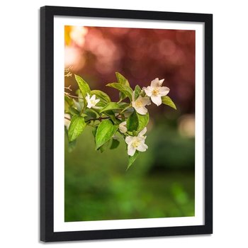 Feeby, Obraz w ramie czarnej, Kwiaty jaśminu, 40x60 cm - Feeby