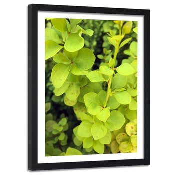 Feeby, Obraz w ramie czarnej, Zielona roślina, 60x90 cm - Feeby