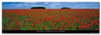 Field Of Poppies plakat obraz 95x33cm - Wizard+Genius