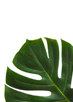 Filodendron - plakat 20x30 cm - Galeria Plakatu