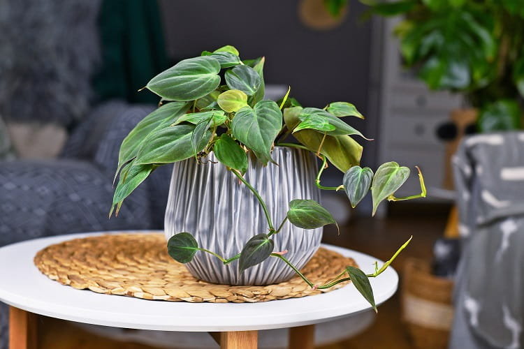 Filodendron Pncy Philodendron Scandens P11 - DIXIE STORE | Sklep EMPIK.COM