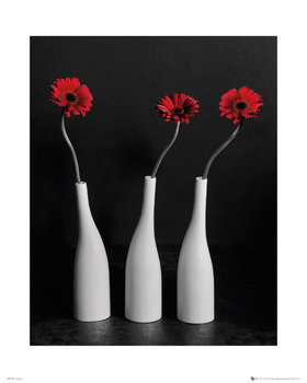 FLOWER GERBERAS BOTTLES plakat 40x50cm - GB eye