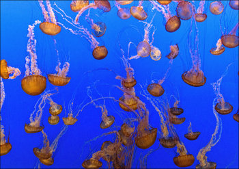 For displaying jellyfish, The Monterey Bay Aquarium uses a Kreisel tank, which creates a circular flow to support and suspend the jellies., Carol Highsmith - plakat 29,7x21 cm - Galeria Plakatu
