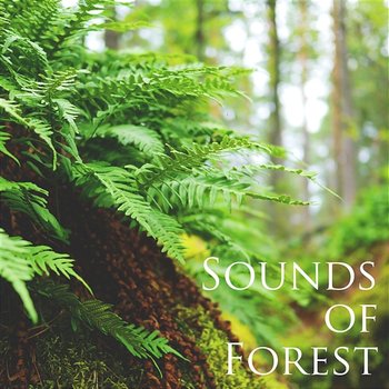 Forest Sounds for Sleep and Relax - Easy Listening Stress Relief Music