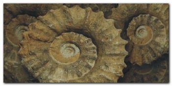 Fossil plakat obraz 100x50cm - Wizard+Genius