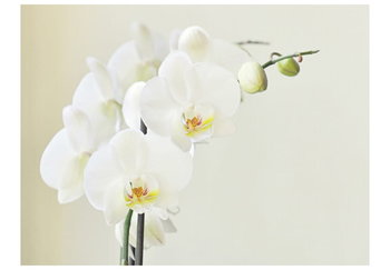 Fototapeta, Biała orchidea, 350X270 - DecoNest