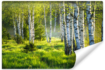 Fototapeta Do Jadalni LAS Brzozowy Natura Pejzaż Mgła Efekt 3D 270cm x 180cm - Muralo