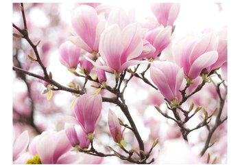 Fototapeta, Gałązka kwitnącej magnolii, 350X270 - DecoNest