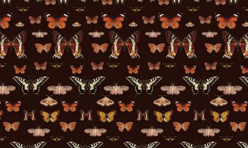 Fototapeta HOMEPRINT Motyle i ćmy 300x250 cm Vinyl Canvas - HOMEPRINT