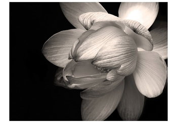 Fototapeta, Kwiat lotosu, 200X154 - DecoNest