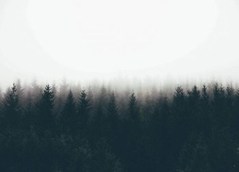 Fototapeta NICE WALL Mgła nad drzewami, 320x230 cm - Nice Wall