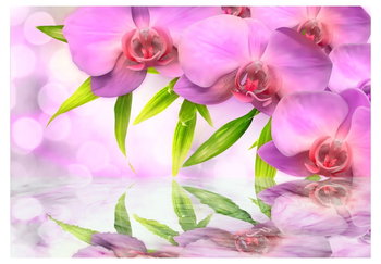 Fototapeta, Orchidee w kolorze lila, 100x70 cm - DecoNest