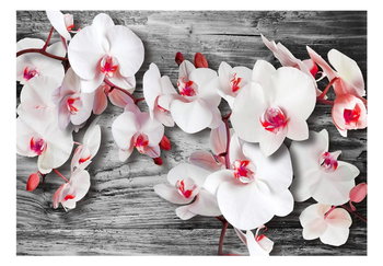 Fototapeta, Oziębłe orchidee, 100x70 cm - DecoNest
