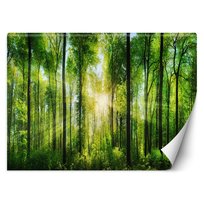 Fototapeta, Promienie słońca w zielonym lesie 250x175