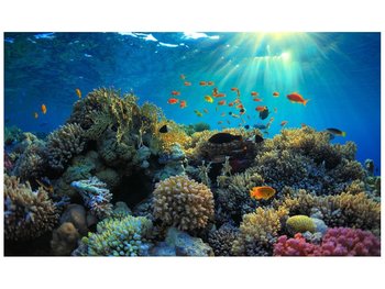 Fototapeta, Rafa koralowa, 9 elementów, 402x240 cm - Oobrazy