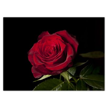 Fototapeta Śliczna róża, 254x184cm - www.ZeSmakiem.Com