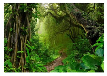 Fototapeta Tropikalny Las Dżungla Rośliny 368X254 - Consalnet
