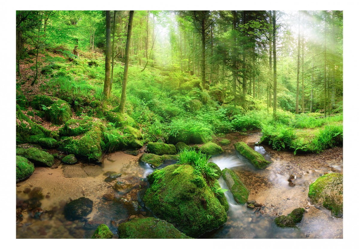 Wilgotny Las Równikowy Wygląd Fototapeta, Wilgotny Las, 300x210 cm - DecoNest | Sklep EMPIK.COM