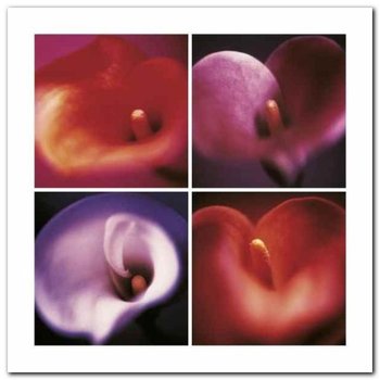 Four Calla Lilies plakat obraz 60x60cm - Wizard+Genius