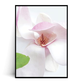 Fox Art Studio, Plakat Kwiat Magnolii,  wymiary 21x29,7 cm - FOX ART STUDIO