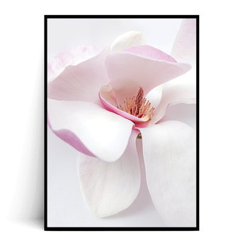 Fox Art Studio, Plakat Kwiat Magnolii, wymiary 29,7x42 cm - FOX ART STUDIO