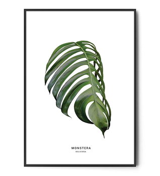 Fox Art Studio, Plakat, Monstera Deliciosa,  wymiary 21x29,7 cm - FOX ART STUDIO