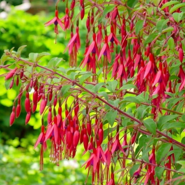 fuchsia-fuksja-magella-ska-gracilis-1-szt-doniczka-p9-kr-lik-sklep