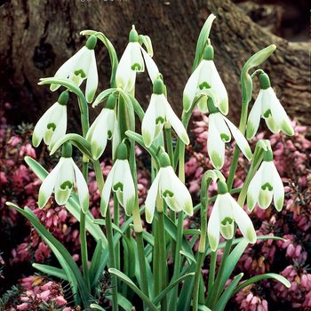 Galanthus Przebiśnieg Viridi-apice 3 szt cebulki - BENEX