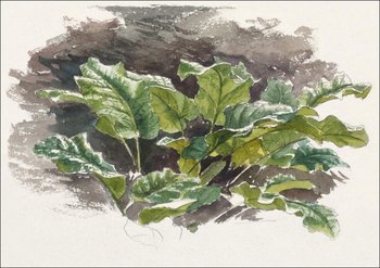 Galeria Plakatu, Plakat, Botanical Study, Samuel Colman, 91,5x61 cm - Galeria Plakatu