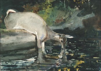 Galeria Plakatu, Plakat, Deer Drinking, Winslow Homer, 70x50 cm - Galeria Plakatu