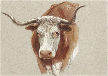 Galeria Plakatu, Plakat, Head of a Cow or Ox, Samuel Colman, 29,7x21 cm - Galeria Plakatu