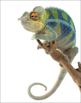 Galeria Plakatu, Plakat, Kameleon. Ambanja Panther Chameleon, 40x60 cm - Galeria Plakatu