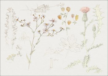 Galeria Plakatu, Plakat, Studies of Meadow Flowers, Samuel Colman, 42x29,7 cm - Galeria Plakatu